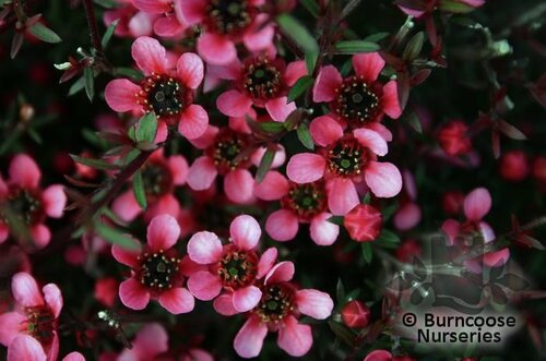 LEPTOSPERMUM scoparium nanum 'Kiwi'