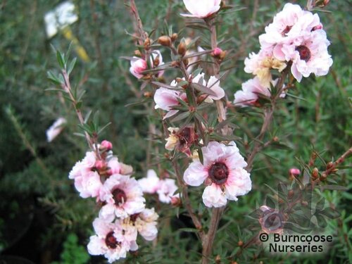 LEPTOSPERMUM scoparium 'Blossom' 