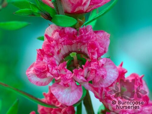 LEPTOSPERMUM scoparium 'Coral Candy' 