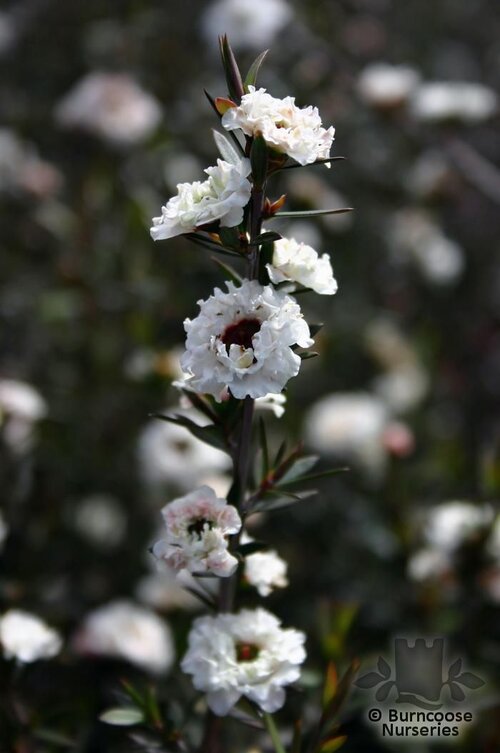 LEPTOSPERMUM scoparium 'Wiri Linda' 