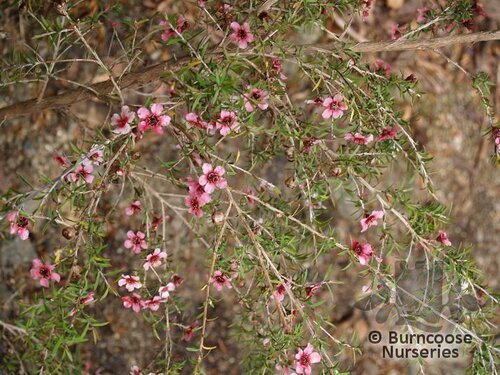 LEPTOSPERMUM scoparium 'Pink Cascade' 
