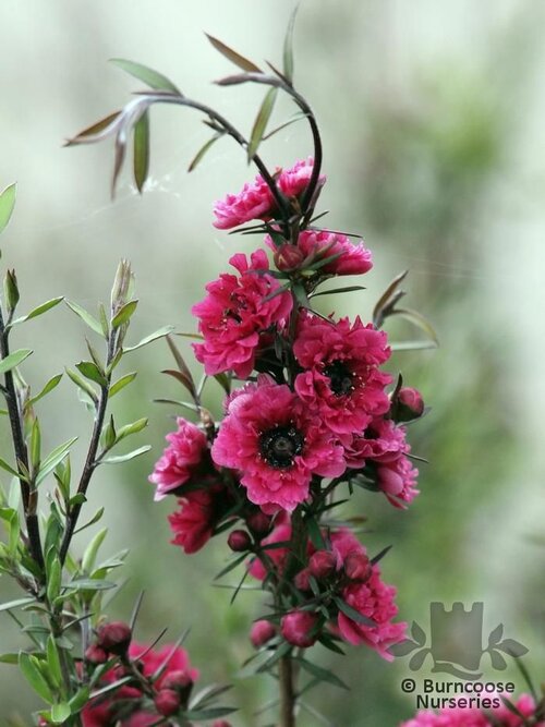 LEPTOSPERMUM scoparium 'Red Damask' 