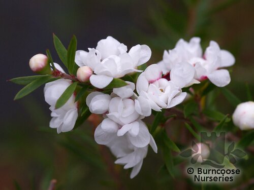 LEPTOSPERMUM scoparium 'Snow Flurry' 