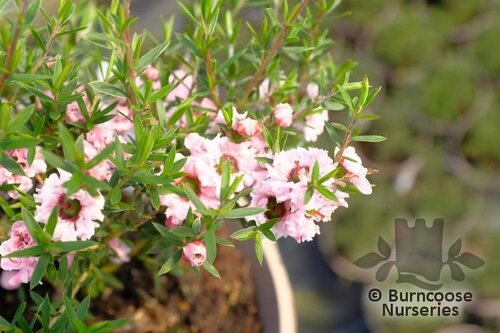 LEPTOSPERMUM scoparium 'Wiri Adrianne' 