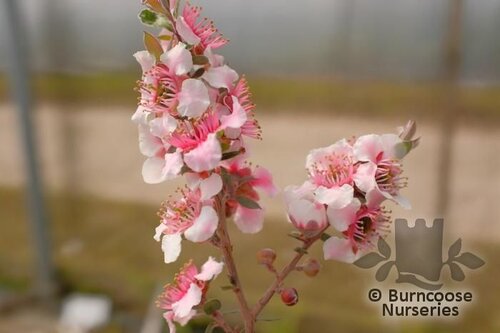 LEPTOSPERMUM 'Silver Sheen'  