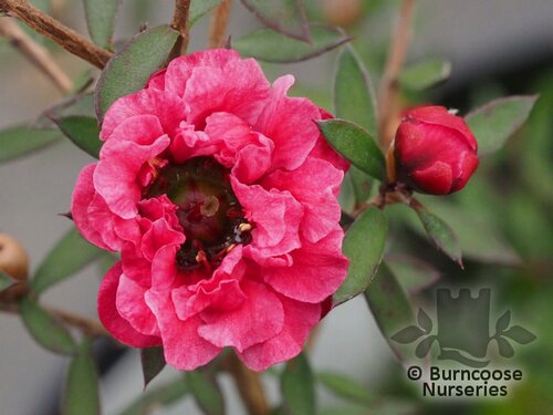 LEPTOSPERMUM scoparium 'Winter Cheer' 
