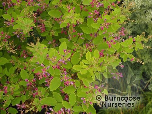 LESPEDEZA bicolor 'Summer Beauty 