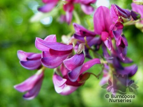 LESPEDEZA thunbergii  