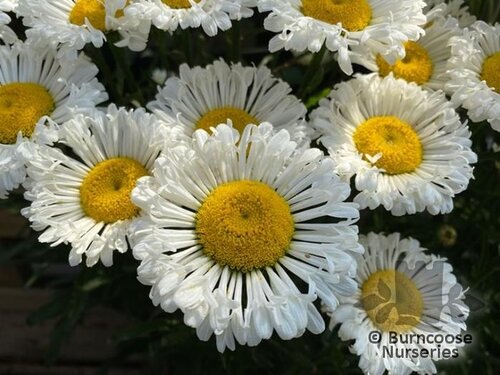 LEUCANTHEMUM x superbum 'Real Neat' 