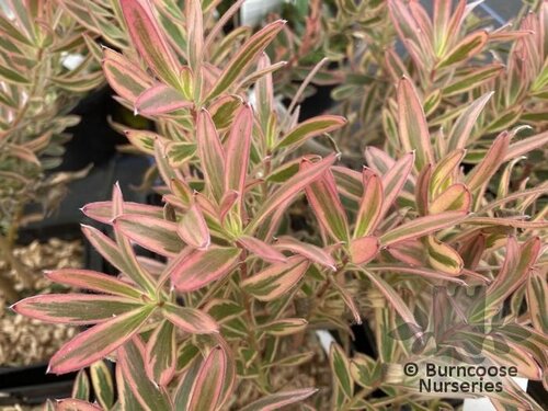 PROTEA Leucadendron 'Jester' 