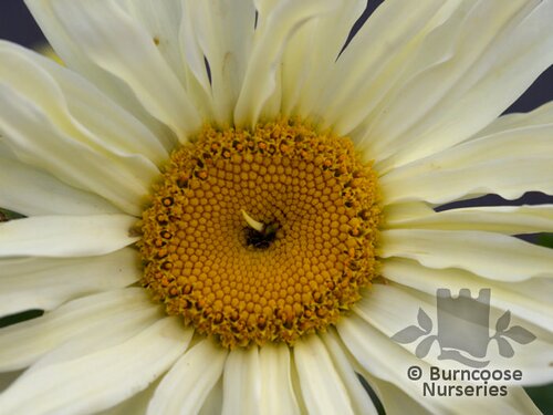 LEUCANTHEMUM x superbum 'Banana Cream' 