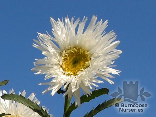 LEUCANTHEMUM x superbum 'Aglaia' 