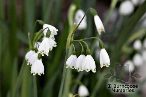 LEUCOJUM aestivum  