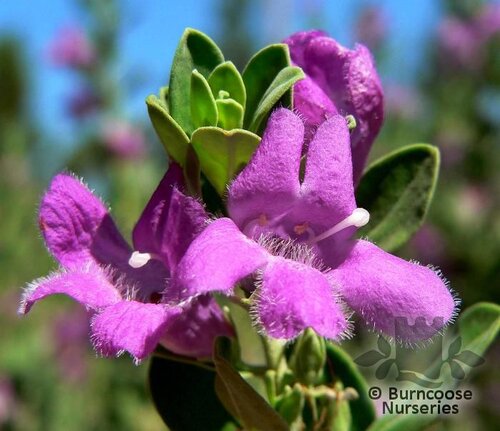 LEUCOPHYLLUM frutescens 'Green Cloud' 