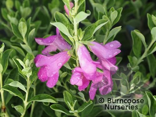LEUCOPHYLLUM frutescens 'Green Cloud' 