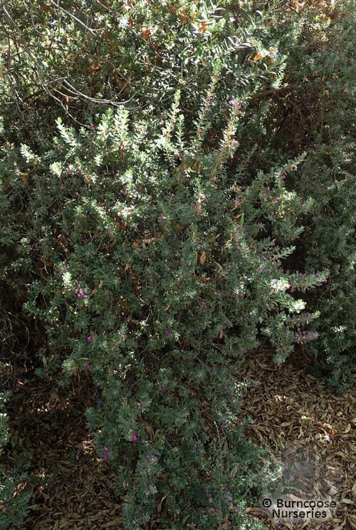 LEUCOPHYLLUM   