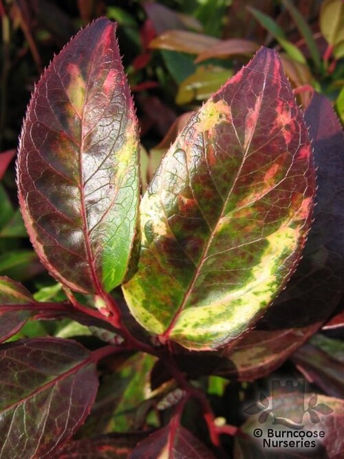LEUCOTHOE fontanesiana 'Rainbow' 