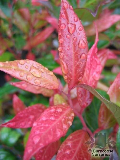 LEUCOTHOE   