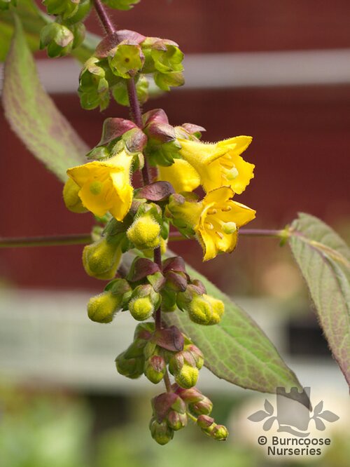 LEYCESTERIA   