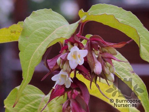 LEYCESTERIA formosa 'Golden Lanterns' 
