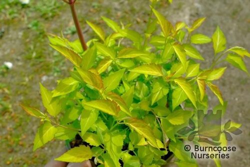LEYCESTERIA formosa 'Little Lanterns' 