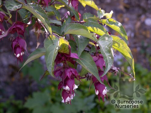 LEYCESTERIA formosa  