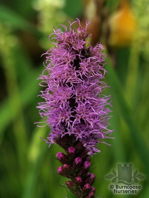 LIATRIS spicata  