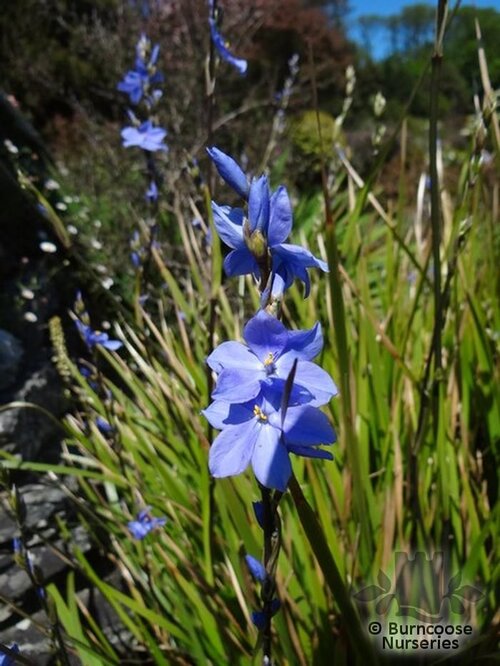 LIBERTIA caerulescens  
