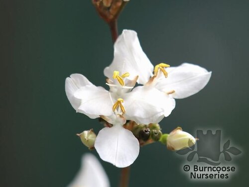 LIBERTIA formosa  