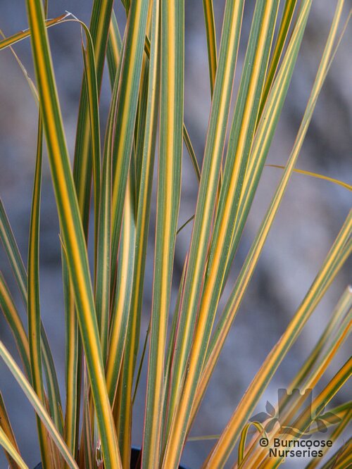 LIBERTIA ixioides 'Goldfinger' 