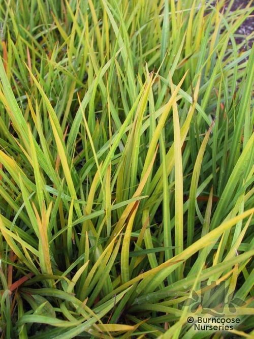 LIBERTIA ixioides  