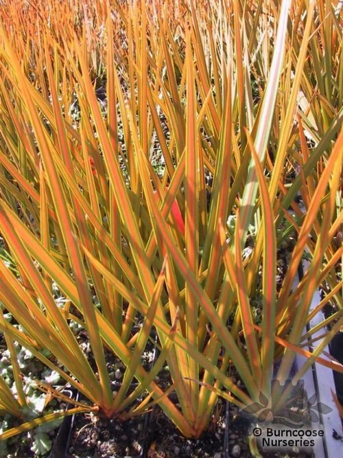 LIBERTIA   