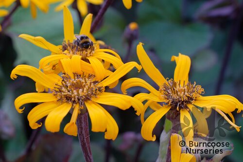 LIGULARIA 'Britt Marie Crawford'  