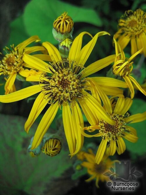 LIGULARIA dentata 'Desdemona' 