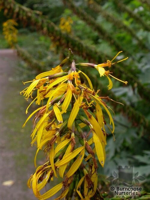LIGULARIA   