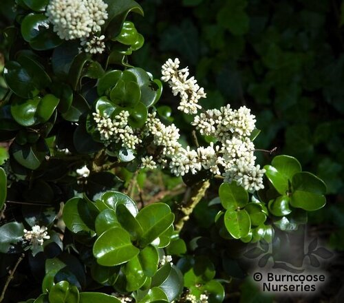 LIGUSTRUM japonicum 'Rotundifolium 