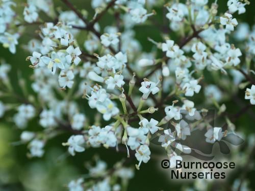 LIGUSTRUM lucidum  