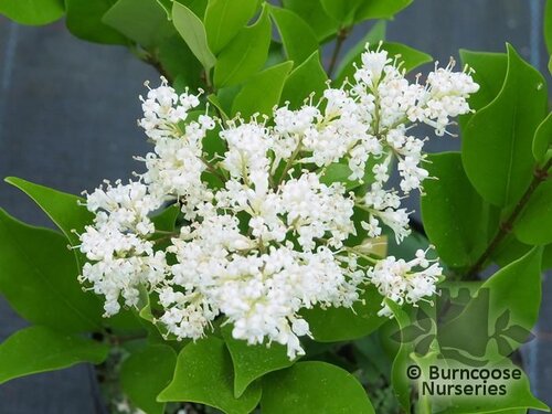 LIGUSTRUM   