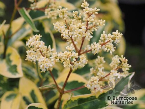 philodendron schwarz Philodendron Black Cardinal main image 1