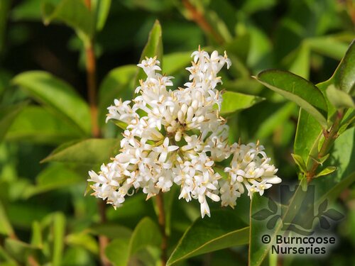 LIGUSTRUM ovalifolium  