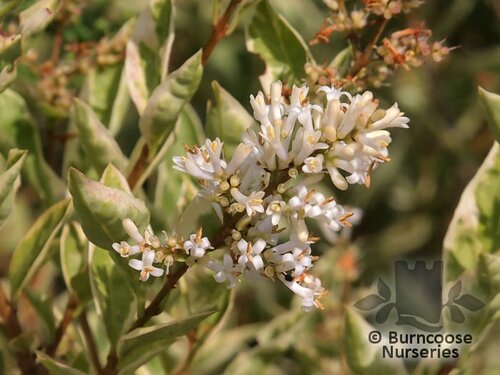 LIGUSTRUM ovalifolium 'Argenteum' 