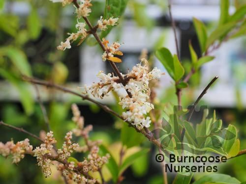 LIGUSTRUM quihoui  