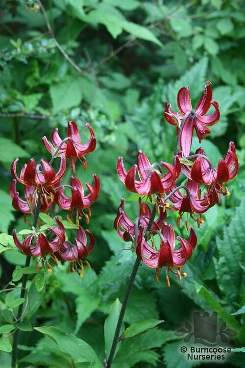 LILIUM 'Claude Shride'  