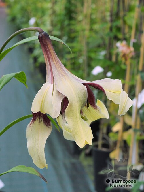 LILIUM   