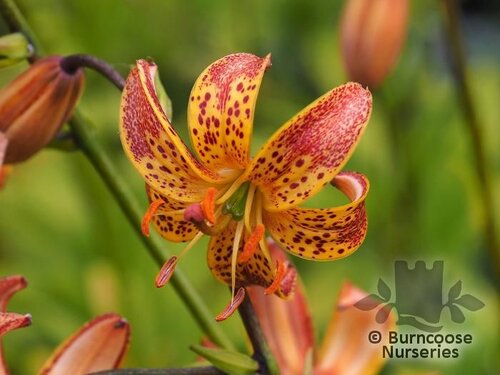 LILIUM 'Sunny Morning'  