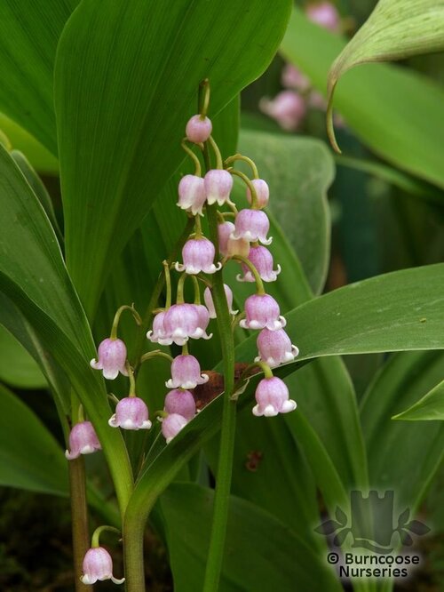LILY OF THE VALLEY   