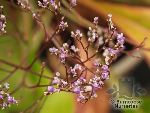LIMONIUM coriarium  