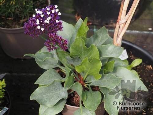 LIMONIUM perezii  
