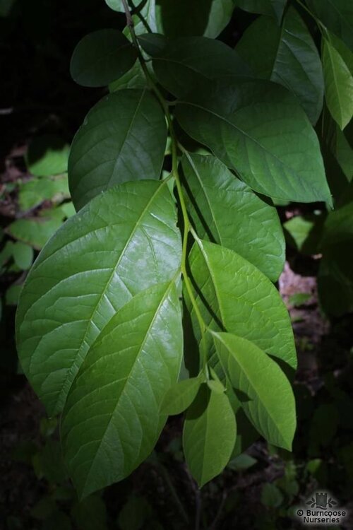 LINDERA   