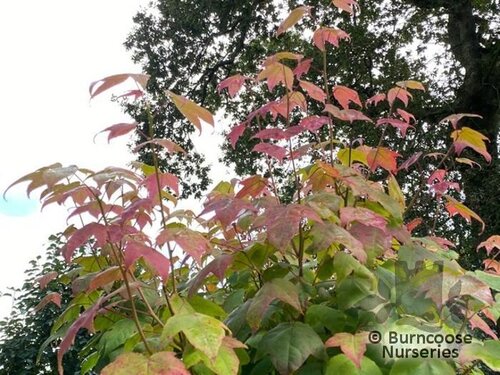 LIQUIDAMBAR formosana  